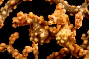 Double yellow Bargibandi pygmy seahorses in Anilao. by Mehmet Salih Bilal 